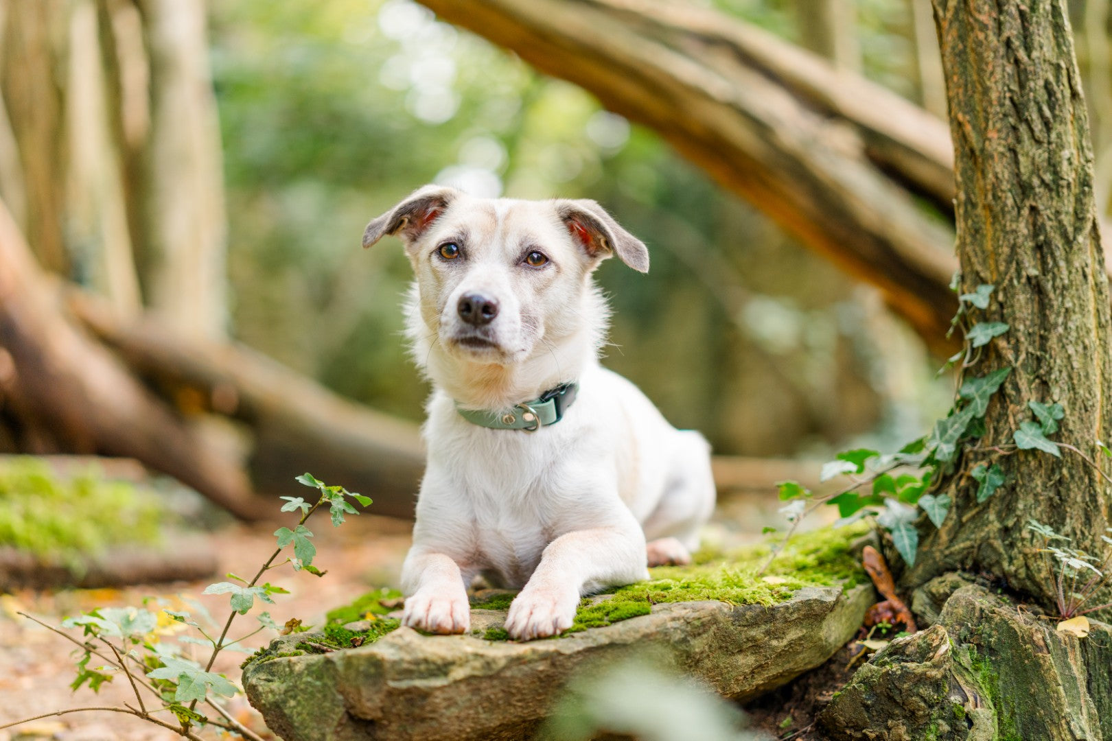 Dino_by_Kamera-Momente